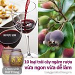 10 loại trái cây dùng để ngâm rượu vừa ngon vừa dễ làm