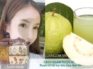 Cách ngâm rượu ổi hỗ trợ tiêu hóa đẹp da