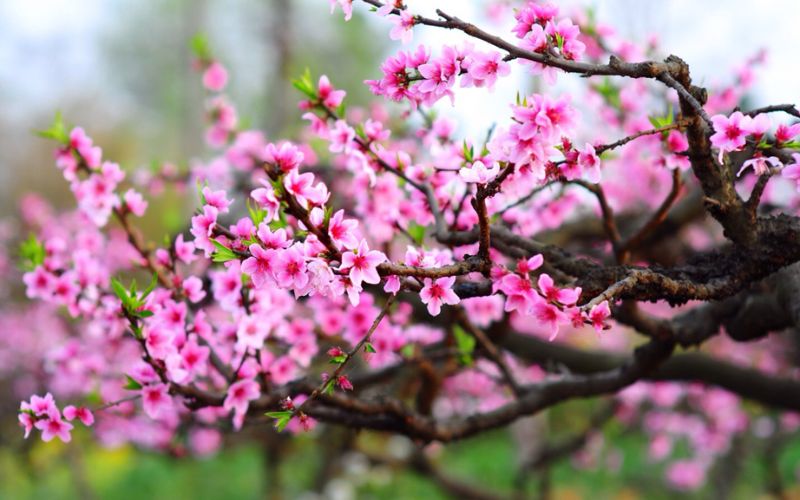 Hoa đào có thể chưng bàn thờ Tết