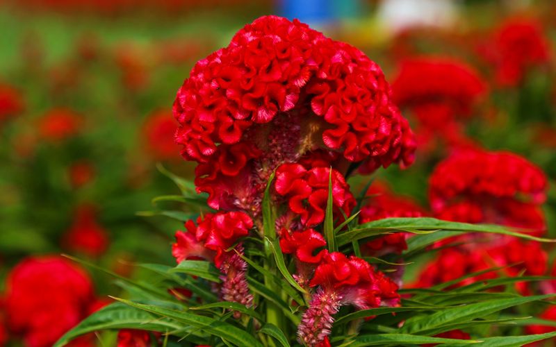 Hoa màu gà đỏ may mắn chưng Tết