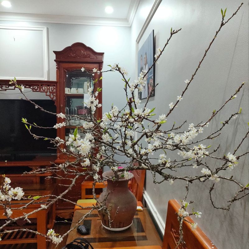 Đặt bình cắm cành mận rừng phòng khách