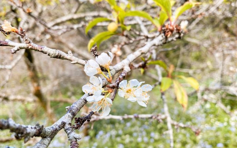 Cành mận rừng Tây Bắc